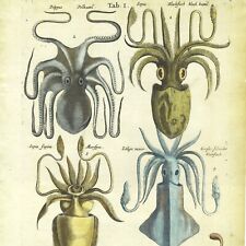 Rare 1655 MERIAN & JONSTON Color Folio Engraving HISTORIA NATURALIS: CEPHALOPODS