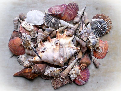 ❀ Muschel Mix in Box 420 g Tolle Sortierung 2cm - 12cm Basteln Deko Muscheln #84 - Bild 1 von 4