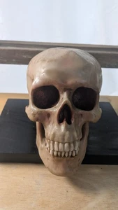 Grinning Skull - Picture 1 of 7