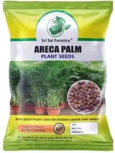 Areca Palm Seeds for Indoor / Outdoor Garden Plant Seeds 100g with Free Ship - Picture 1 of 3