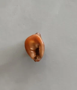 seashell Nassarius camelus RARE OFFER 7-8mm Gem - Picture 1 of 4