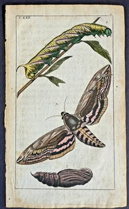 Rare 1797 Wilhelms BLACK-LINED SPHINX MOTH STAGES Handcolored Copper Plate #22 - Bild 1 von 4