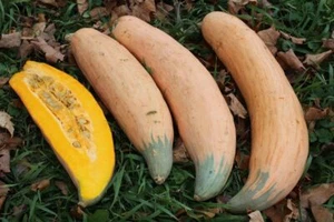 Candy Roaster North Georgia Pumpkin - Squash - 5+ seeds - LONG and TASTY! C 025 - Picture 1 of 1