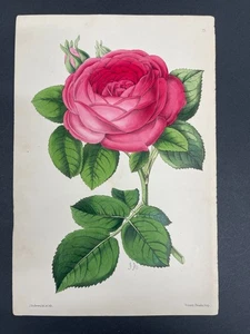 Botanicals, Roses, Antique Prints, James Andrews, Floral Magazine, 1866, #73 - Picture 1 of 1