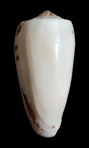 Sea Shell Conus magus 68,1 mm, F+++, cuerpo blanco muy bonito, impresionante - Imagen 1 de 6