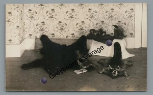 RPPC TAXIDERMIA Exhibición Paloma Mapache Ardillas Pájaro Vintage Foto Real Postal - Imagen 1 de 2