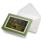 Greeting Card Photo Insert Young Red Deer Stag