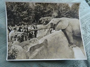 8" x 6" Schwarz-Weiß-Foto von Elefant und Menschenmenge im Zoo von Vincennes, Paris 1957 - Bild 1 von 2