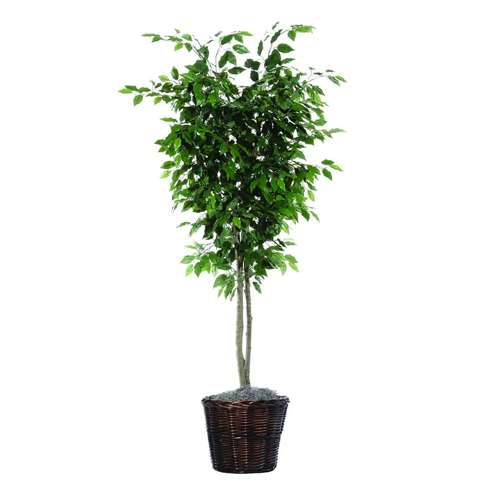 Vickerman 6' Ficus Deluxe - TDX0160 Foto 1 de 1