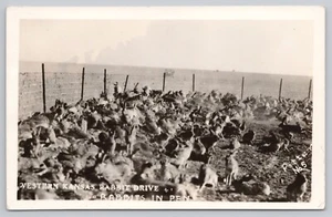 Rabbit Drive RPPC Postcard Potter No. 5 - Western Kansas Rabbits In Pen - Picture 1 of 2