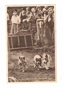 Vintage Postcard c1930s - Terrier Racing after a Mechanical Rat. Fox Photos Ltd. - Picture 1 of 2