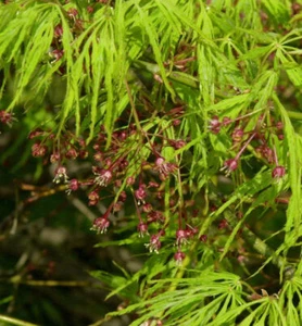 Hochstamm Grüner Schlitz Ahorn 100-125cm - Acer palmatum - Bild 1 von 1