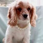Dog Pendant Poodle Puppy Pearl Necklace Pet Accessories Pet Collar Cat Ornament