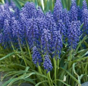 SPRING FLOWERING BULBS - GRAPE HYACINTH (Muscari) Blue - 25 x BULBS - Picture 1 of 3
