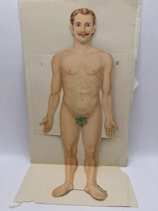 Antike Anatomie ausklappbar medizinische Kuriosität surreale Kunst seltsame Sammlerstücke - Bild 1 von 17