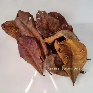Catappa Ketapang Indian Almond Leaves For Betta Fish Shrimps Aquarium Water - Picture 1 of 12