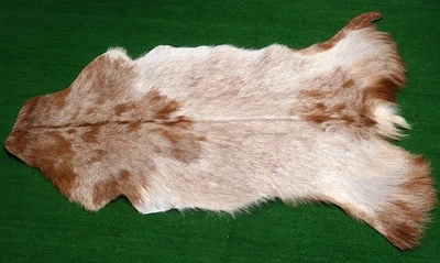 GOAT Western taxidermy Hide Rug Natural Pattern Fur Goat Hide Rode SA-1254 - Image 1 of 3