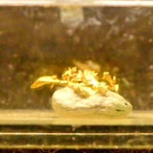 CRYSTAL GOLD ! 1 X .5 X .5 CM, FALLON, NEVADA #1 IN ORIGINAL BINOCULAR BOX - Bild 1 von 2
