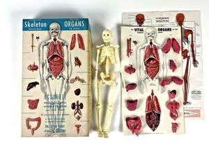 Plastics Masters Skeleton & Vital Organs escala 1/6 1957 completo en caja original - Imagen 1 de 5
