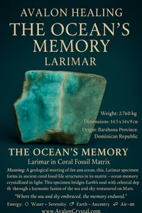 Larimar in Coral Fossil Matrix | Dominican Republic 2.76 kg | Avalon Healing - Picture 1 of 15