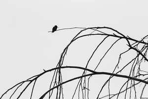Holding On: 2/10 Limited Edition 8.5 X 11 Inch Signed Photograph By Evan Kissner - Picture 1 of 1