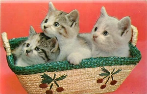 Kittens Cats in Wicket Basket Postcard - Picture 1 of 2