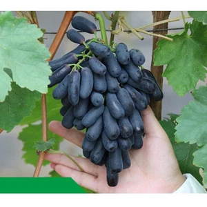 120 Black Finger Grapes Seeds Garden Plant Fruit Seed - Bild 1 von 3