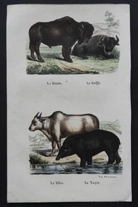BUFFON Anfang 19. Jh. - Farbradierung: BISON - BÜFFEL - ZEBU - TAPIR - Bild 1 von 2
