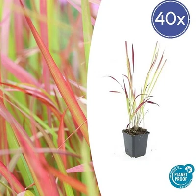 Ziergras - Japanisches Blutgras - Imperata cylindrica 'Red Baron' - 9cm Topf - Bild 1 von 4
