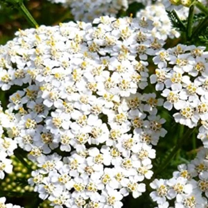 White Yarrow Seeds | NON-GMO | Heirloom | Fresh Garden Seeds - Picture 1 of 2