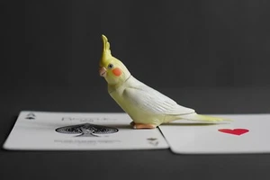 KAIYODO Choco Q Haustier Tiere Nymphensittich weiß Mini Figur - Bild 1 von 7