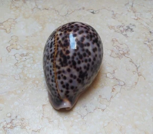 F pantherina Cypraea Cowrie Cypraeidae Panther Nice pattern Seashell 87 mm F++++ - Picture 1 of 13