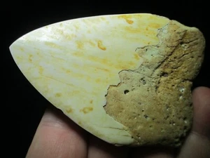 3-7/8 Inch SOUTH PACIFIC OCEAN MEGALODON SHARK Tooth Teeth Fossil New Caledonia - Imagen 1 de 7