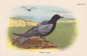 Trauerseeschwalbe Chlidonias niger LITHOGRAPHIE 1896BLACK TERN Ornithologie - Bild 1 von 1
