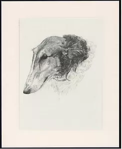 BORZOI OLD 1935 DOG HEAD STUDY PRINT BY C FRANCIS WARDLE MOUNTED - Picture 1 of 1