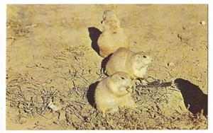 PRAIRIE DOGS Black Hills South Dakota SD Ground Squirrels Postcard - Bild 1 von 2