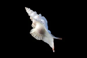 tatskiesschalen -pterynotus alatus - Bild 1 von 6