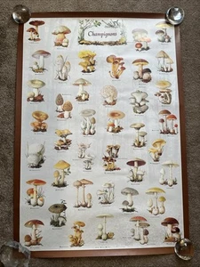 Póster raro de los años 80 champiñones setas impresión italiana arte 38 x 27 - Imagen 1 de 9