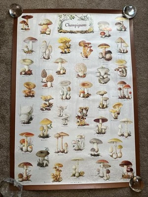 Rare 1980s Champignons Mushrooms Vintage Poster Italian Print ART 38 x 27 - Image 1 of 4