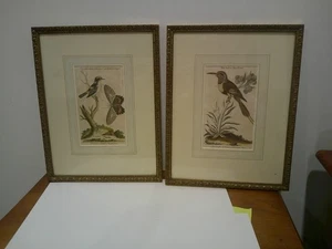 2 THE LITTLE BLACK,WHITE AND RED INDIAN CREEPER & THE INDIAN BEE-EATER PRINT - Foto 1 di 13
