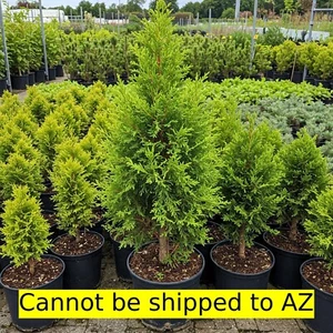 Leyland Cypress 1gal Pot, 1-2ft H Evergreen Fastest Growing Tree Great Landscape - Picture 1 of 6