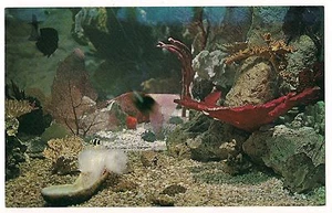 GIANT SEA ANEMONE Ocean Postcard Vintage AQUATARIUM St Petersburg Florida KOPPEL - Picture 1 of 2