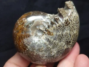 Ammonite Phylloceras Fossil from Madagascar 2.5" (193.3 gr.) - Picture 1 of 5