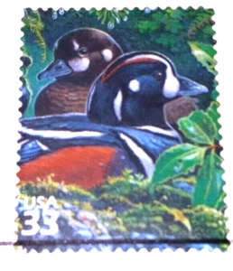 Pacific Coast Rain Forest - Harlequin Duck - 2000 22kt Golden Replica Stamps - Picture 1 of 4