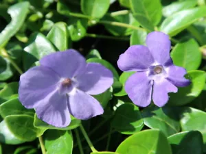 50 Stück Bodendecker im 9 cm Topf Immergrün Vinca minor 5-7 Triebe - Bild 1 von 2