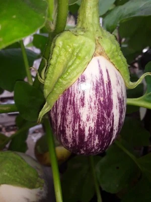 50 semillas de berenjena Listadia Gandia sin pesticidas prolíficas  Foto 1 de 3