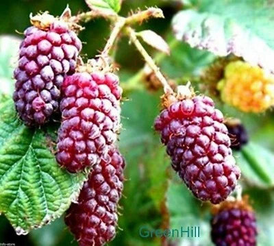 Vancouver Island Tayberry Plant - 20 Seeds- Crossbreed of Raspberry & Blackberry