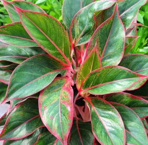 Aglaonema Siam Aurora, Chinese Evergreen, Lush Foliage, Air-purifying in 3" pot - Picture 1 of 9