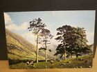 Scots Pines Glen Nevis, Fort William, Scotland Unposted Postcard 14A
