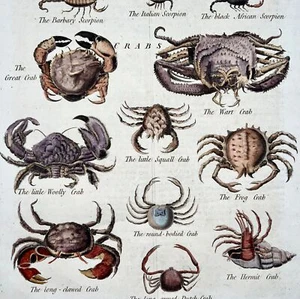 1785 Crabs Scorpions Spiders Worms, Royce, tall folio engraving, hand coloured - Picture 1 of 2